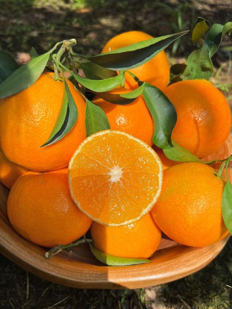 Cam Ehime – Trái cây có hương vị thạch độc đáo