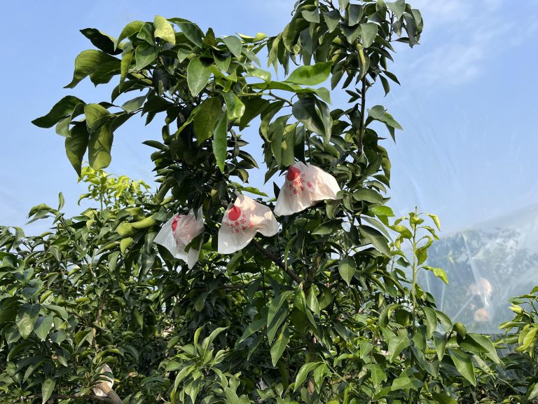 Xây dựng thương hiệu cam Ehime: Tạo hình ảnh cao cấp tại thị trường quốc tế