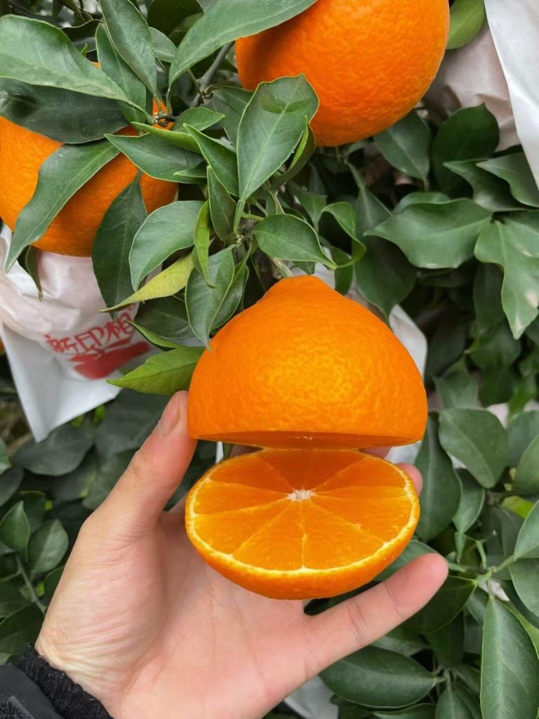Cam Ehime Jelly Nhật Bản: hương vị trái cây cao cấp độc đáo