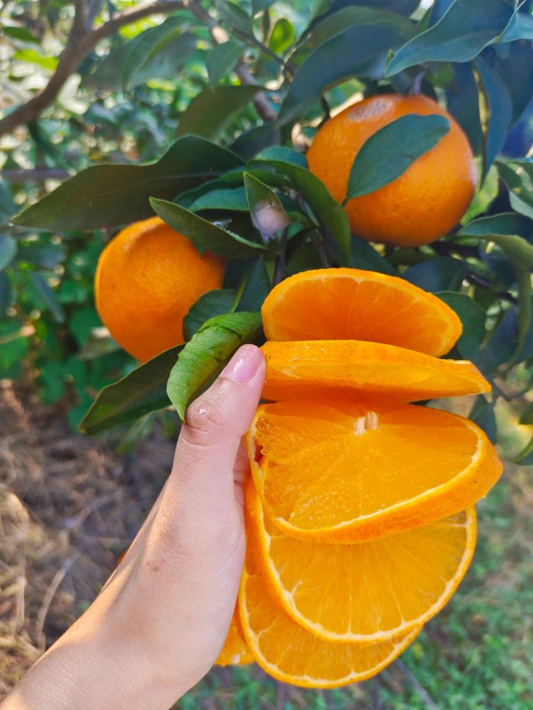 Mua sỉ cam Ehime từ Trung Quốc – Giải pháp xuất khẩu cam quýt mùa đông tốt nhất