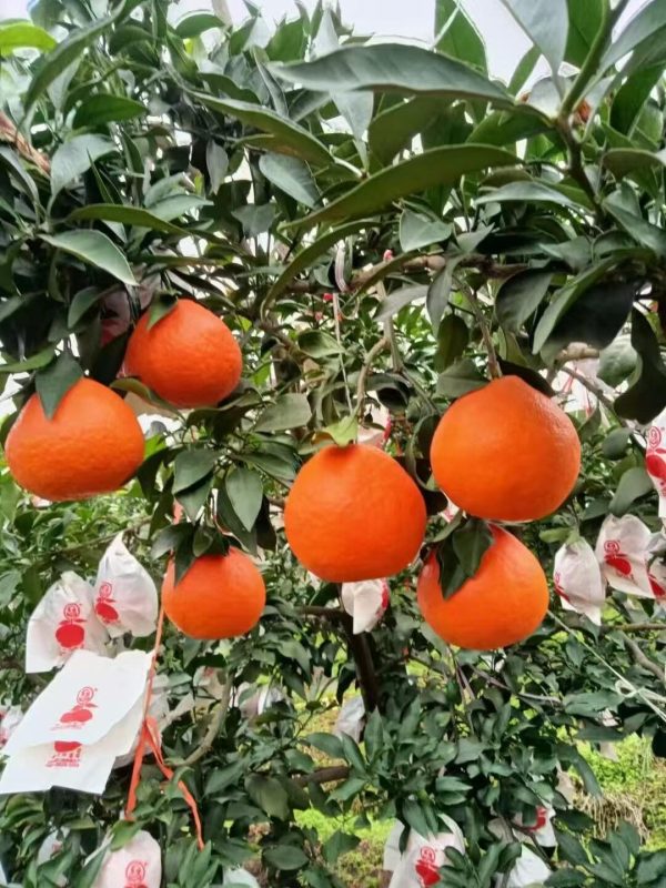 quýt Ehime - Ảnh 6