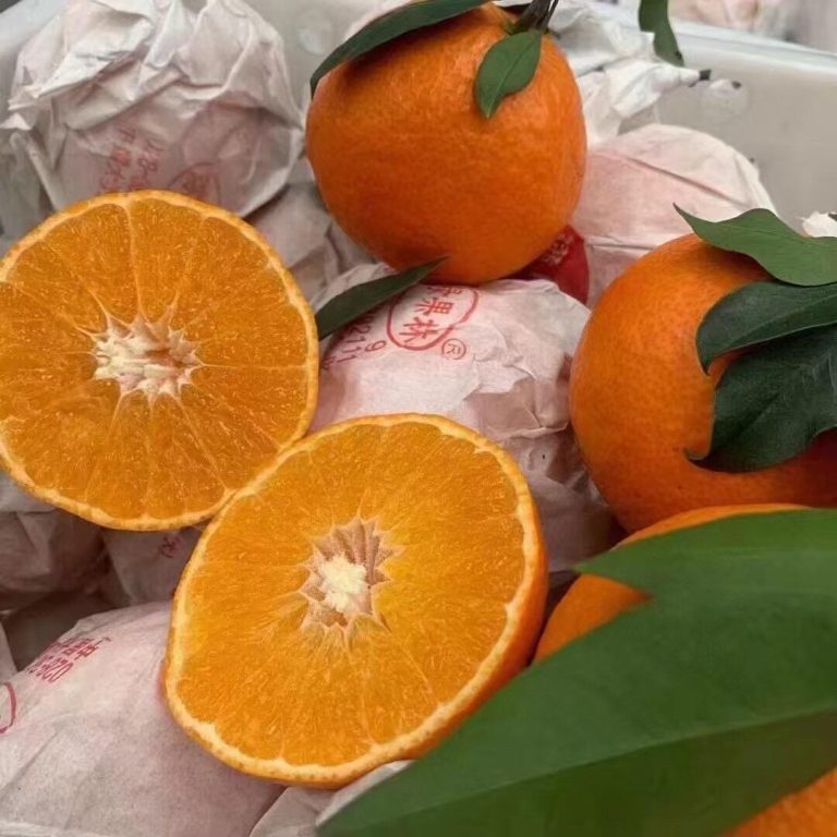 Nhà cung cấp cam quýt Ehime Jelly – Lựa chọn cao cấp cho thị trường nhập khẩu