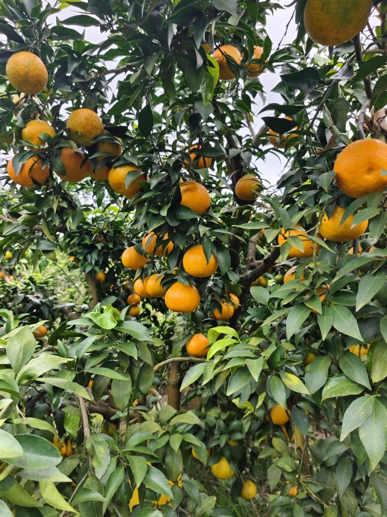 Cam Ehime – Trái cây mùa đông với vị ngọt thanh và mọng nước