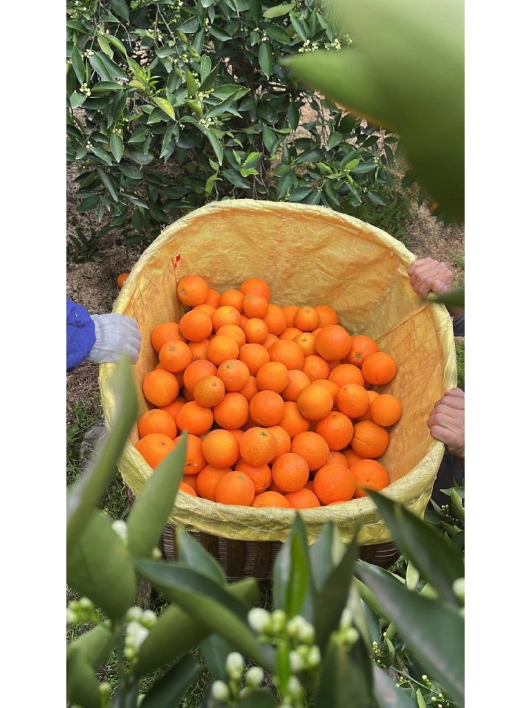 Bán sỉ cam Ehime Jelly từ Trung Quốc – Trái cây chín muộn ngọt ngào cho mùa đông