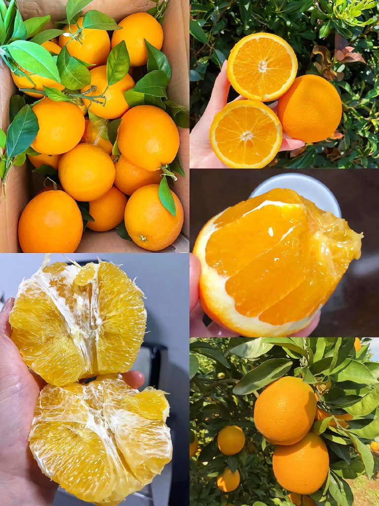 Món ăn từ cam Ehime Jelly: Trái cây tráng miệng lý tưởng trong mùa đông