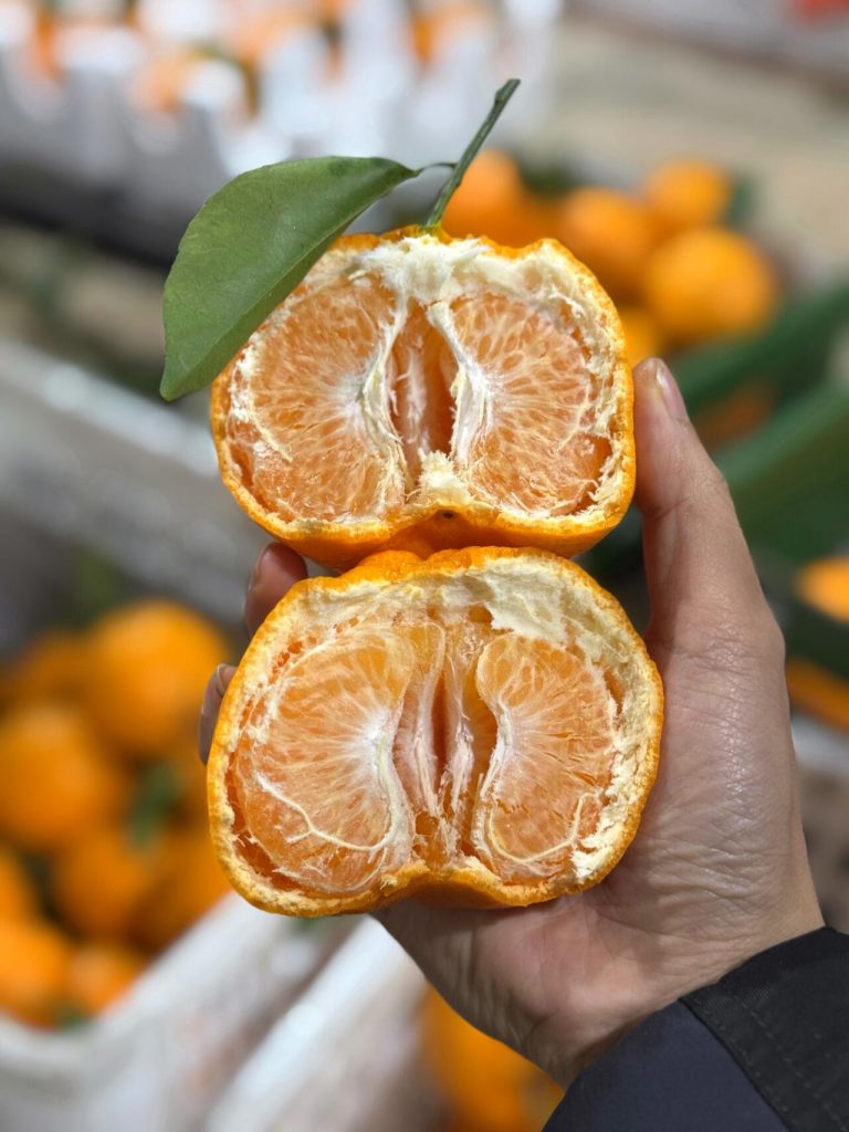 Quýt Papagan ngọt mọng cho thị trường nhập khẩu Việt Nam