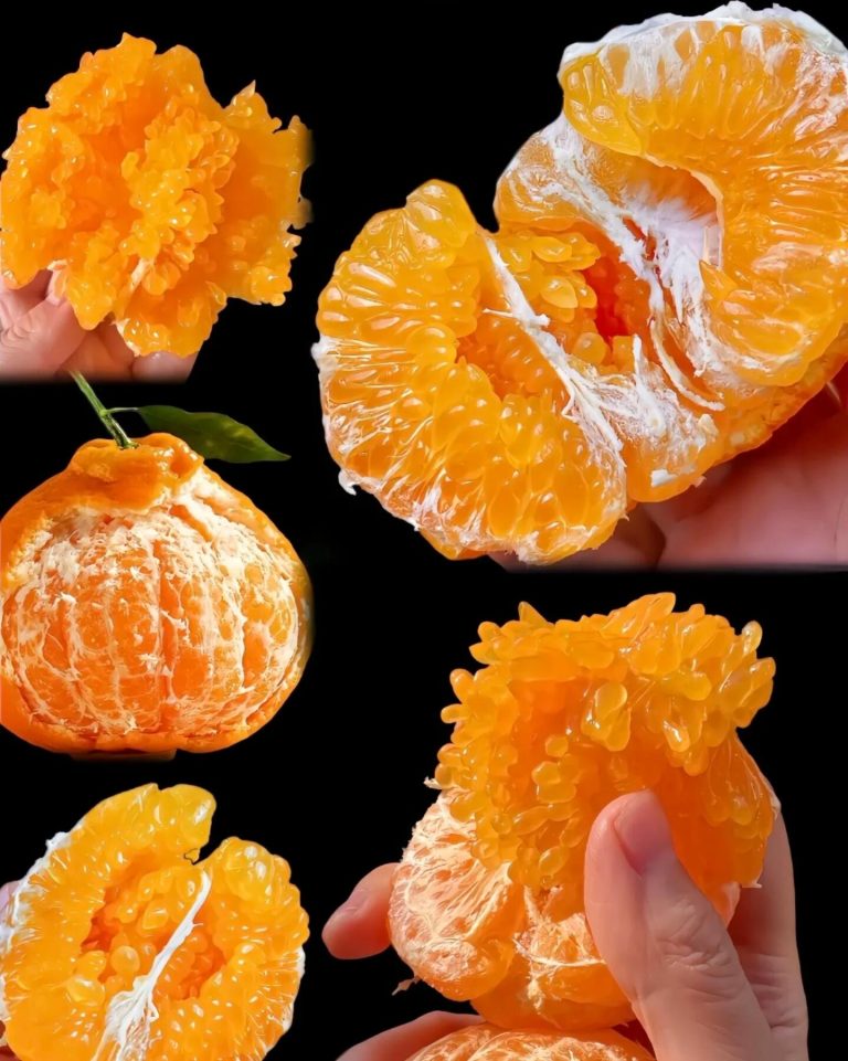 Bán sỉ quýt Chun Jian: Cơ hội kinh doanh với nguồn cung ổn định từ Trung Quốc