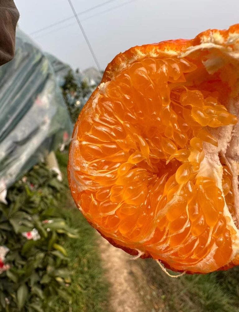 Quýt Ganping Trung Quốc: Vị ngọt đậm và dễ bảo quản lâu dài