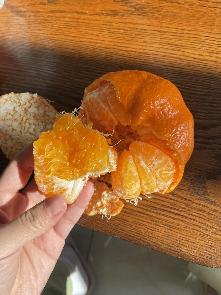 Kỹ thuật canh tác quýt Kanpei: Bí quyết đạt độ ngọt cao và năng suất tốt
