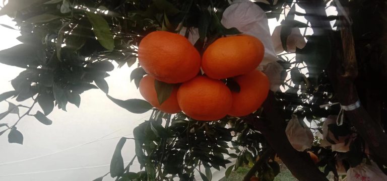Cam Ganping bán sỉ – Giống cam quýt chín muộn đặc biệt từ Trung Quốc