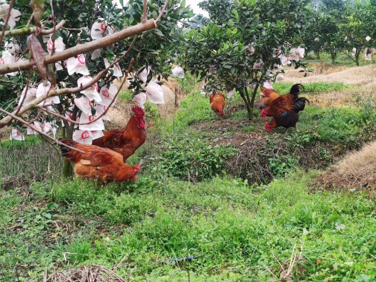 Quản lý vườn cam thông minh: Kết hợp công nghệ và truyền thống trong canh tác cam quýt