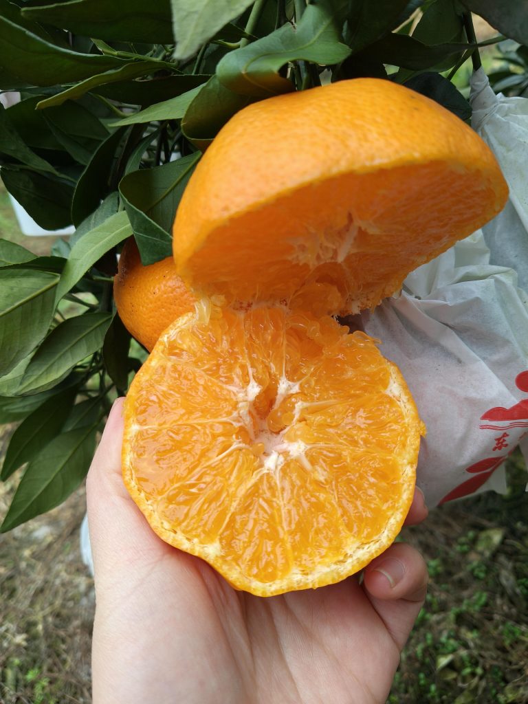 Quýt Ganping (Kanpei) – Ngọt, bảo quản lâu, phù hợp thị trường bán s