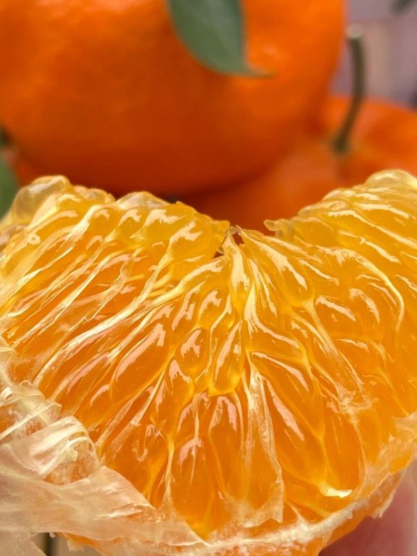 quýt Kanpei（cam Kanpei） - Ảnh 5