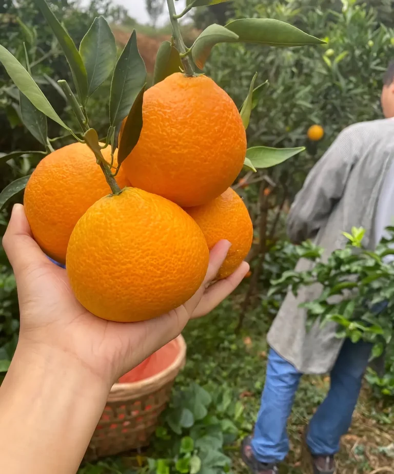 Kết cấu thạch và độ mọng nước: Điều làm cam jelly Ehime khác biệt trên thị trường