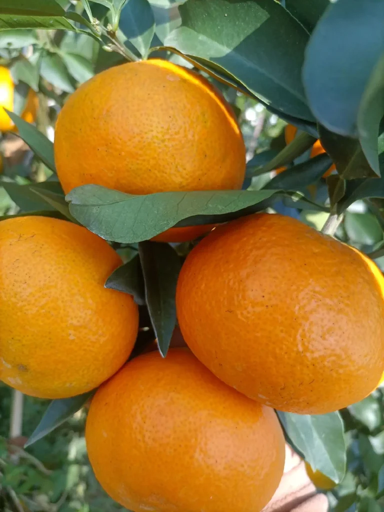 Cam Ehime Jelly Nhật Bản: trái cây cao cấp cho phân khúc khách hàng thượng lưu
