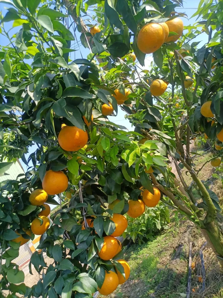 Cam jelly Ehime (Ehime No.38) – Cam quýt muộn cao cấp từ Tứ Xuyên